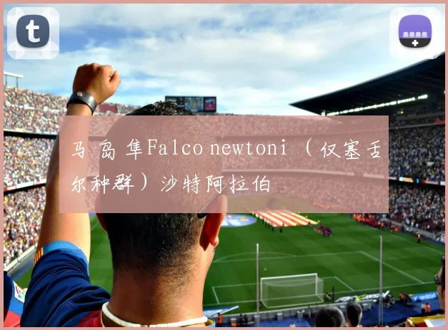 马 岛 隼Falco newtoni （仅塞舌尔种群）沙特阿拉伯